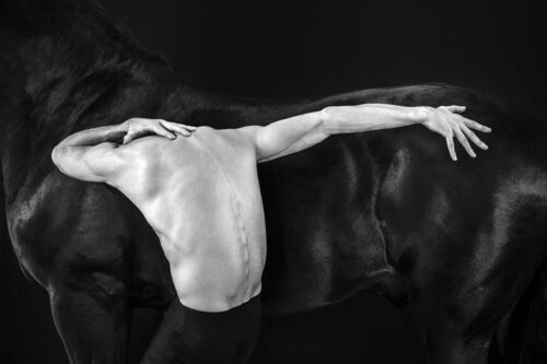Cavallo bianco e nero